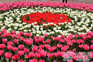 鎮(zhèn)平首屆精品花卉博覽會3月30日盛大啟幕，芝櫻爛漫，花果飄香