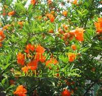 專業(yè)綠化一站式解決方案——苗木花卉基地，您的生態(tài)家園建設(shè)者