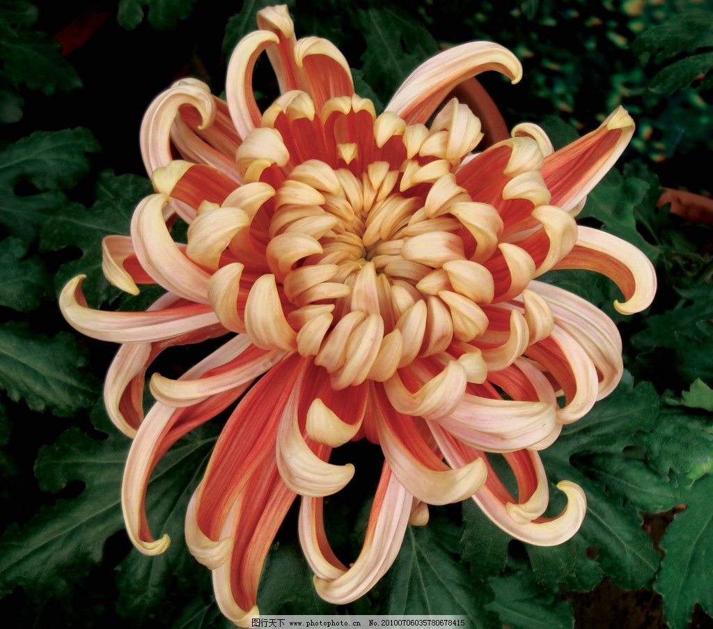 秋日盛放，千姿百態(tài) 花卉中的君子——菊花