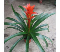 花卉產(chǎn)品庫 自然之美，生活之韻